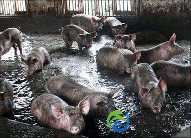 養(yǎng)殖廢水處理 養(yǎng)殖廢水處理